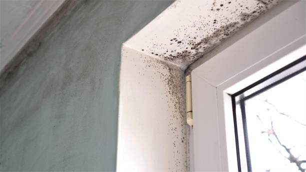 Best Mold Cleaning Services  in Dry Run, OH