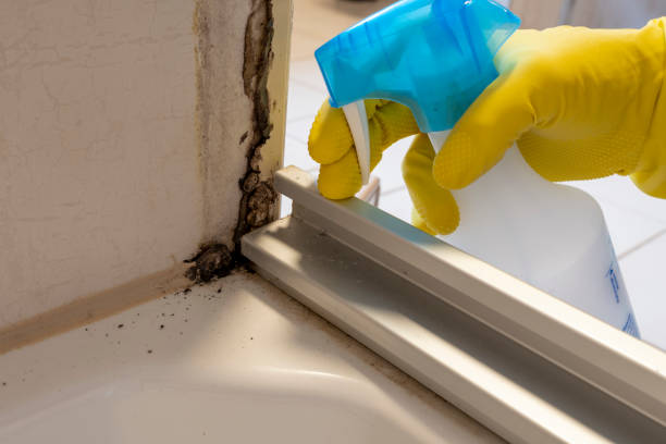 Best Office Mold Removal Services  in Dry Run, OH