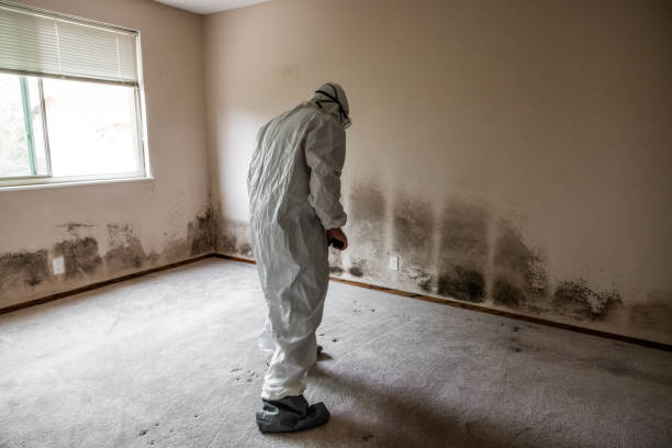 Best Mold Removal Specialists  in Dry Run, OH