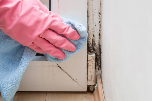 Office Mold Removal Services in Dry Run, OH