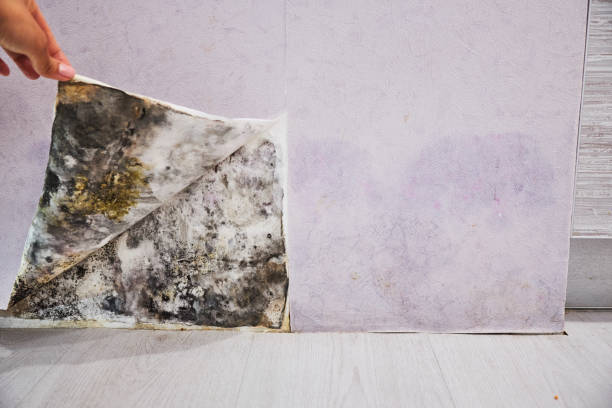 Best Office Mold Removal Services  in Dry Run, OH